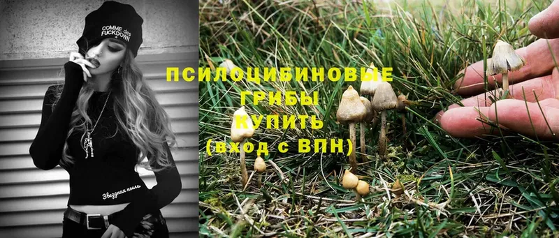 Галлюциногенные грибы Cubensis  Бабушкин 